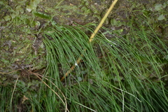 Vaginularia trichoidea