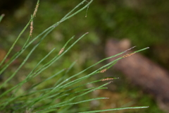 Vaginularia trichoidea