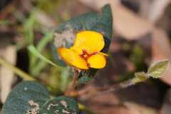 Platylobium infecundum