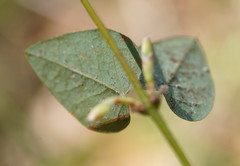 Platylobium infecundum