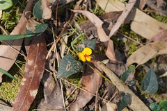 Platylobium infecundum