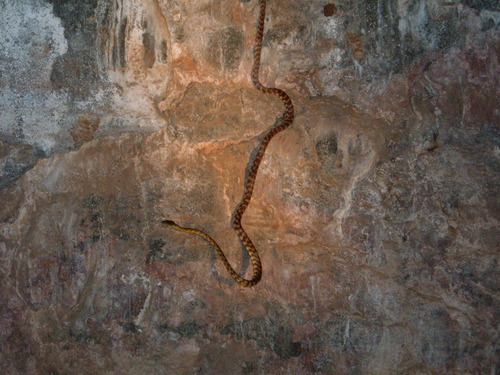 Brown Tree Snake sighting