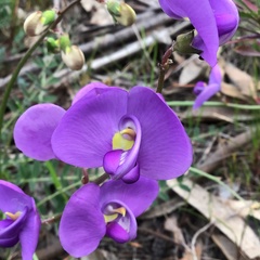 Swainsona procumbens