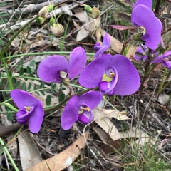 Swainsona procumbens