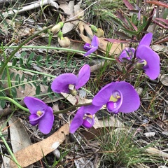 Swainsona procumbens