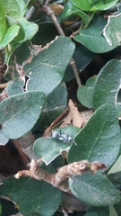 Polyrhachis schlueteri