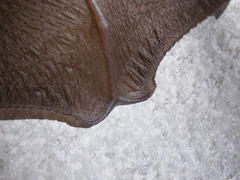 Egyptian Slit-Faced Bat photo 5