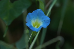 Ipomoea cardiophylla