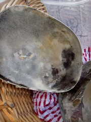 Sclerotinia sclerotiorum