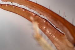 Smeringurus aridus