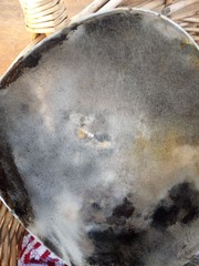 Sclerotinia sclerotiorum