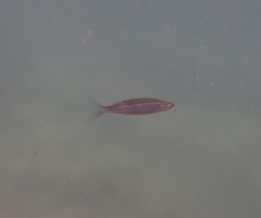 Atherinops affinis