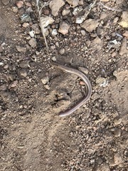 Ophiomorus nuchalis