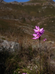 Ixia minor