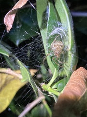 Araneus pegnia