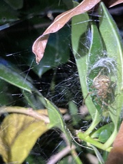 Araneus pegnia