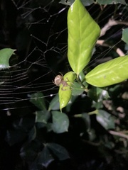 Araneus pegnia