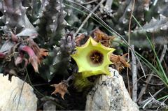 Huernia thuretii