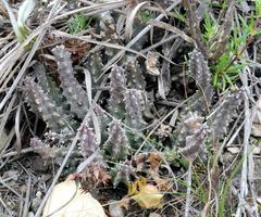 Huernia thuretii