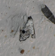 Abablemma duomaculata