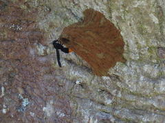 Synagris analis