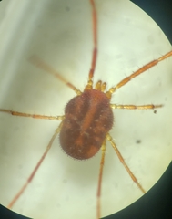 Erythraeoidea