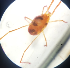 Erythraeoidea