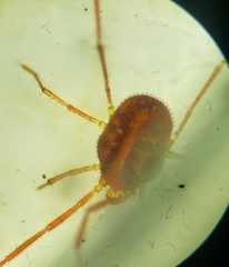 Erythraeoidea