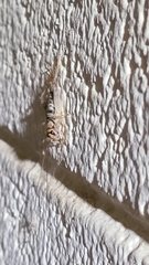 Gryllodes sigillatus
