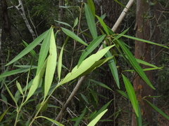 Samadera bidwillii