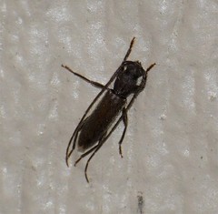 Geropa concolor