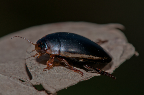 Hydaticus seminiger nuotrauka