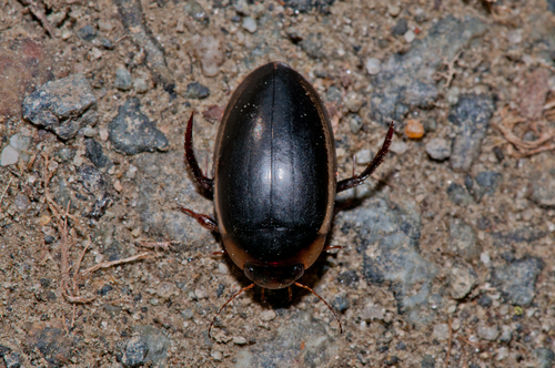Hydaticus seminiger nuotrauka