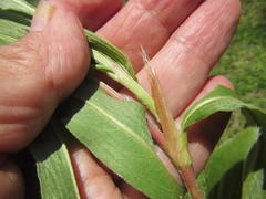 Persicaria madagascariensis