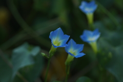 Ipomoea cardiophylla
