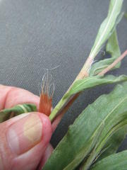 Persicaria madagascariensis