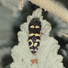 Acmaeodera alicia