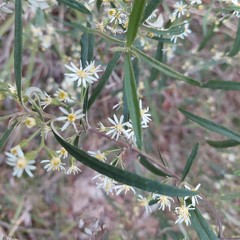 Olearia viscidula