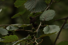 Alnus hirsuta