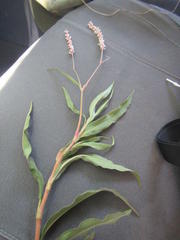 Persicaria madagascariensis