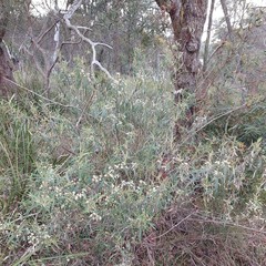 Olearia viscidula