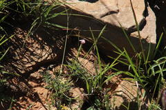 Dianthus micropetalus