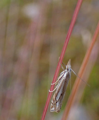 Crambus pratella