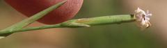 Dianthus micropetalus