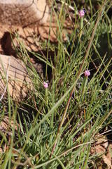 Dianthus micropetalus