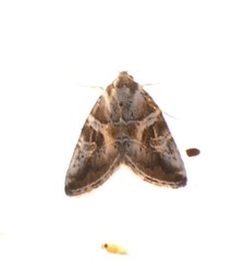 Diastema cnossia