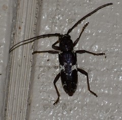 Enaphalodes taeniatus