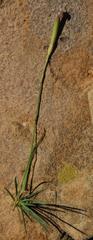 Dianthus micropetalus