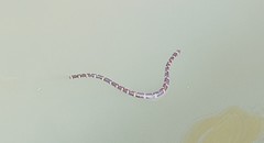 Cylindrophis ruffus