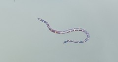 Cylindrophis ruffus